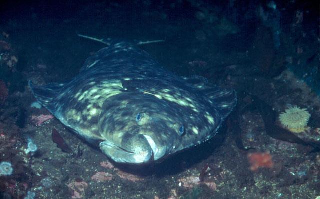 Pacific halibut